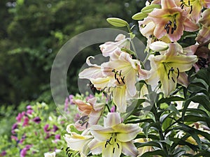 A group of pink and yellow lilies blooming