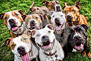A group of Pitbull dogs take a selfie