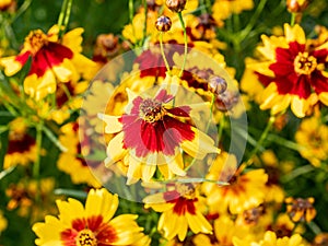 Group of plains coreopsis flowers in bloom