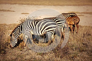 Group of plains zebras Equus quagga grazing in African savanna, lit by afternoon sun. Amboseli national park, Kenya
