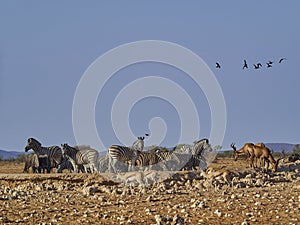 Group of Plains Zebras with red Hartebeest at a water hole