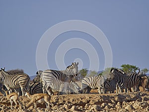 Group of Plains Zebras with red Hartebeest at a water hole