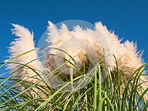 Group of plants Cortaderia Selloana, cutter