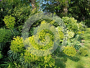 Euphorbia characias subsp. wulfenii - Mediterranean spurge - Euphorbia wulfenii photo