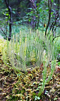Group of plants moss(Lycopodium), closeup