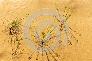 Group of plants on the sand