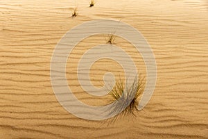 Group of plants on yellow sand