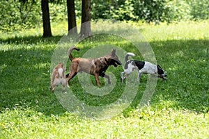 Group play of dogs of different breeds in the park.
