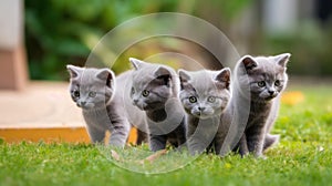 Group of Playful British Shorthair Kittens Outdoors