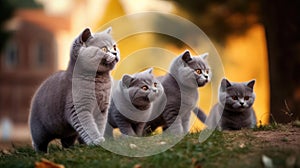 Group of Playful British Shorthair Kittens Outdoors