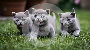 Group of Playful British Shorthair Kittens Outdoors