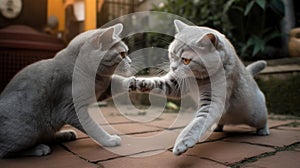 Group of Playful British Shorthair Kittens Outdoors