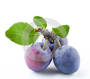 Group of plums with leaf isolated on white