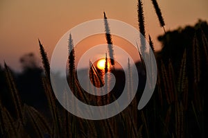 Twilight of poaceae. Grass flower. grass flowers with sunrise background.