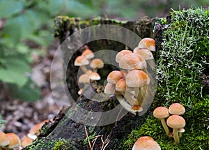Group of poisonous mushrooms