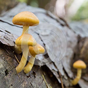 Group of poisonous mushrooms