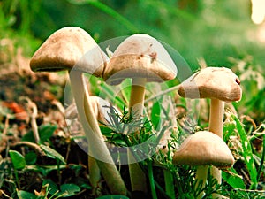 Group of poisonous mushrooms photo