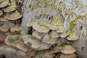 Group of polypore fungi on birch tree