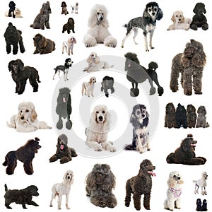 Group of poodles