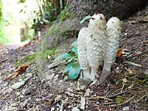 A group of porcini mushrooms coprinus comatus