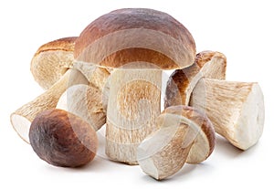 Group of porcini mushrooms isolated on white background