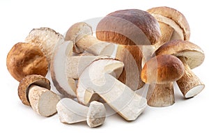 Group of porcini mushrooms isolated on white background photo