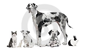 Group portrait of black and white animals