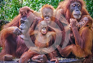 Group portrait of a cute group of orangutans.