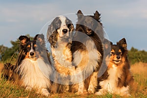 Group portrait of shelties and cocker spaniel