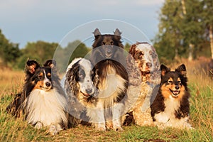 Group portrait of shelties and cocker spaniel