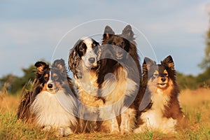 Group portrait of shelties and cocker spaniel