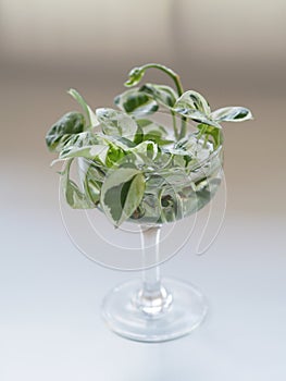 A group of pothos plants propagated in water. photo