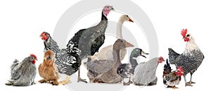 Group of poultry