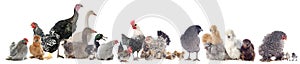 Group of poultry