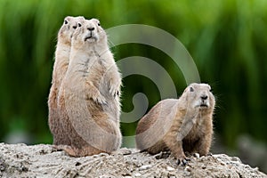 Group of praire dogs