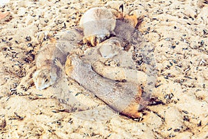 Group Prairie Dog sleep on sand