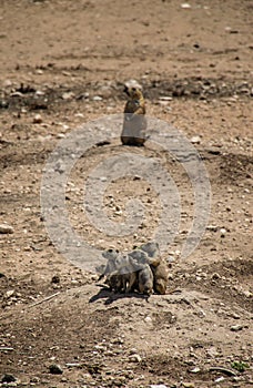 Group of prairie dogs