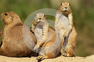 Group of prairie dogs looking at you