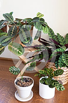 Group of prayer plants maranta and calathea