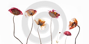 A group of pressed red poppies isolated on a white background.