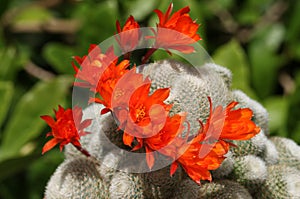 A group of pretty flowering Cactus, Rebutia lima naranja.