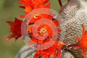 A group of pretty flowering Cactus, Rebutia lima naranja. photo