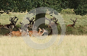 A group of running Manchurian Sika Deer or Dybowski`s Sika Deer Cervus nippon mantchuricus or Cervus nippon dybowskii. A group o photo