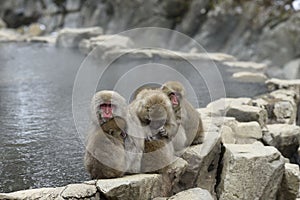 Group of primates sitting at a tranquil pond in winter