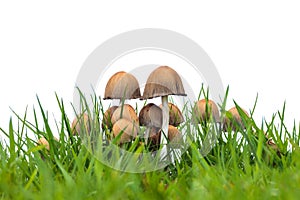 Group of psathyrella mushrooms on fresh grass