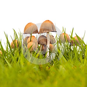 Group of psathyrella mushrooms on fresh grass