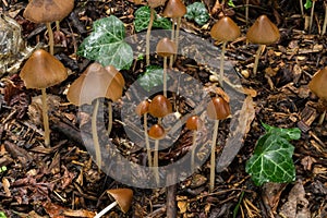 A group of psilocybe in damp, fall, woodland.