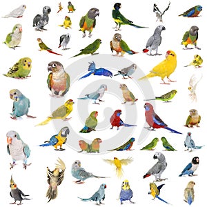 Group of Psittacidae