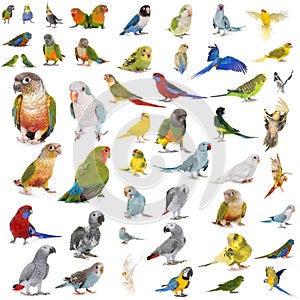 Group of Psittacidae