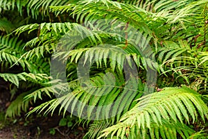 A group of Pteridophyte in a forest